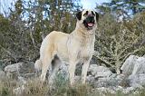 KANGAL 038